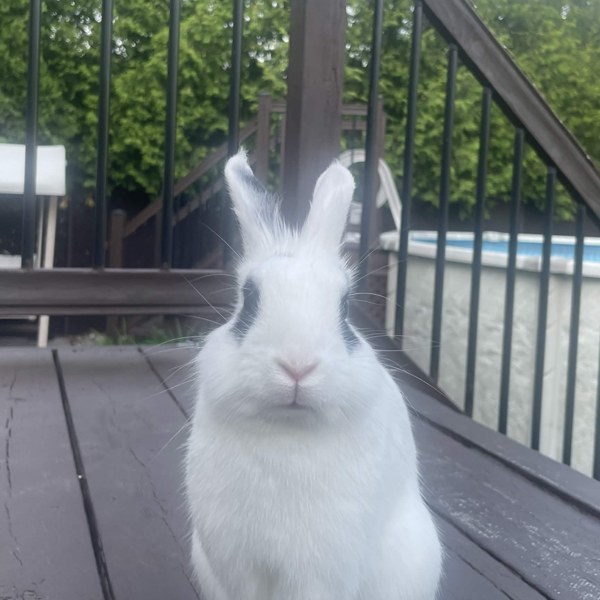 Robert